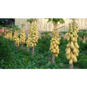 Hạt giống đu đủ lùn vàng cao sản, siêu ngọt F1