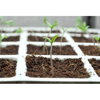 Hạt giống Cà chua bi cao cây đỏ