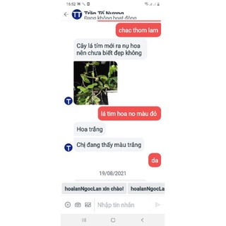 Combo 10 cẩm cù tặng 1
