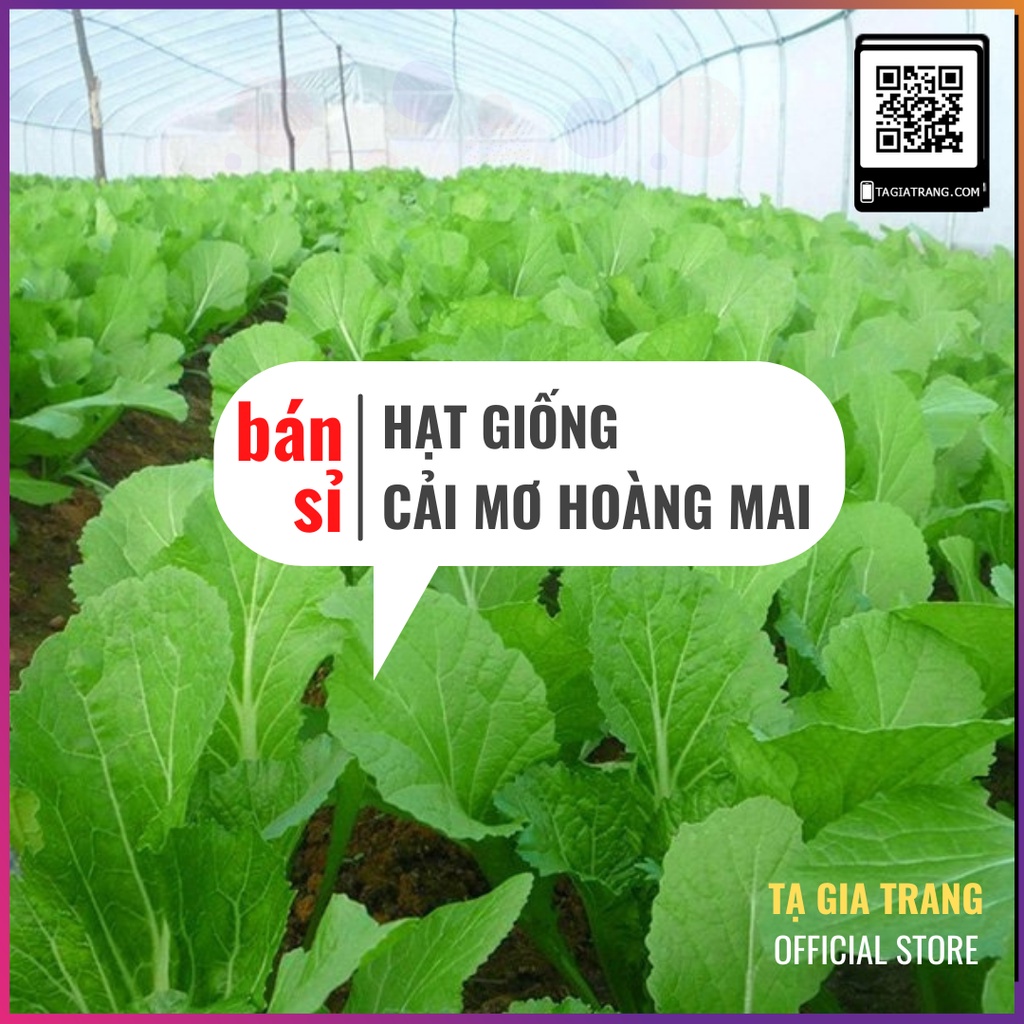 [Bán sỉ] - Hạt giống rau cải mơ hoàng mai