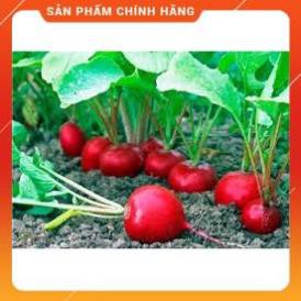 HẠT GIỐNG CỦ CẢI ĐỎ F1 GÓI 10 GRAM