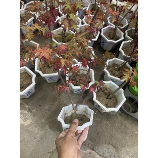 Cây Phong Lá Đỏ ( để bàn )