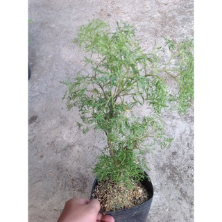 Cây Đinh Lăng - Cây cảnh sân vườn