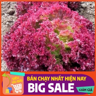 Hạt giống xà lách xoăn đỏ - 5gram