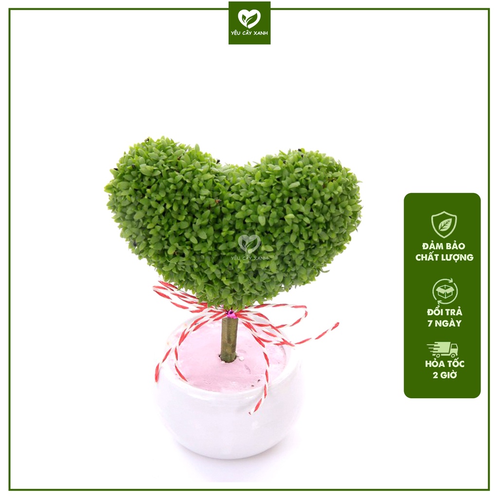 Cây Cỏ May Mắn để bàn hình trái tim