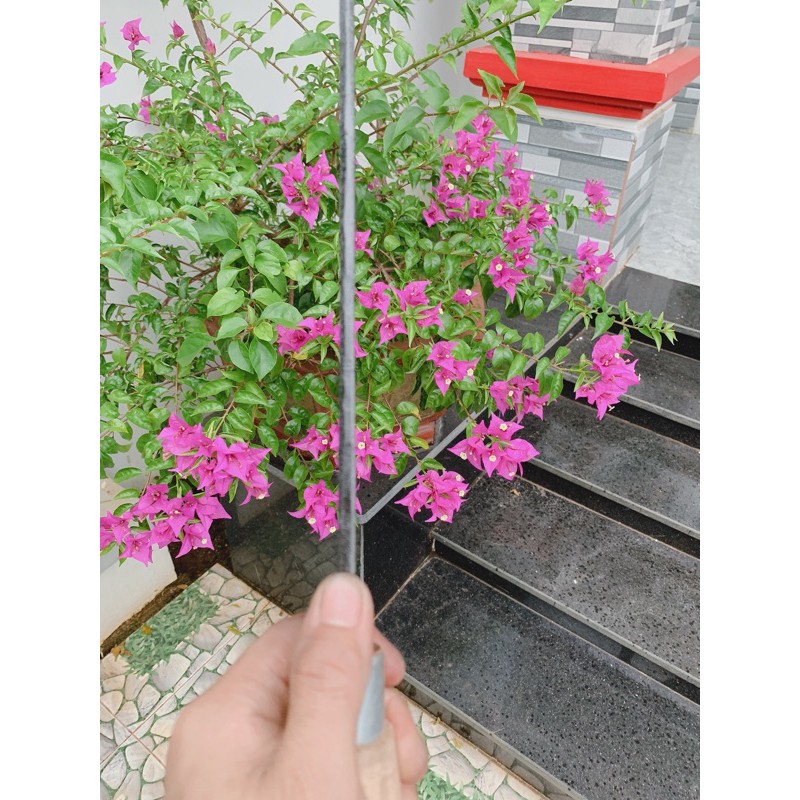 Dao Chặt Nhọn Cỡ To
