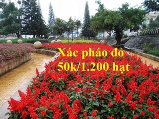 Combo hạt giống hoa các loại