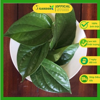100 gram lá trầu không tươi