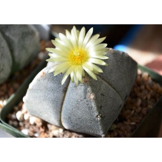 Sale+  Xương rồng Astro Tuyết 5_6 cm.