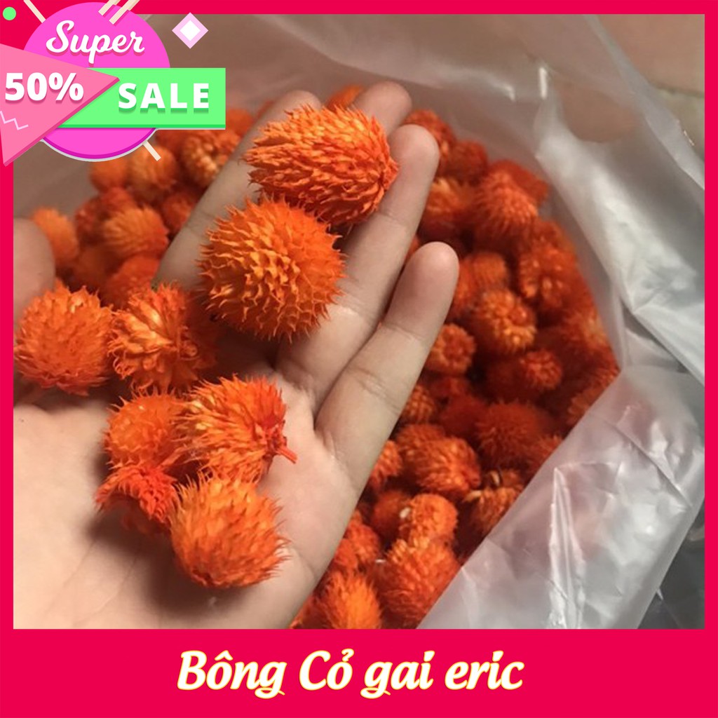 Bông Cỏ gai eric ⚡MÀU ĐẸP⚡ hoa khô dùng trong trang trí điểm hoa, tranh hoa khô( bán theo lạng)