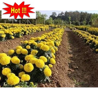 🌼🌼 HẠT GIỐNG CÚC VẠN THỌ LÙN sắc Vàng Cam