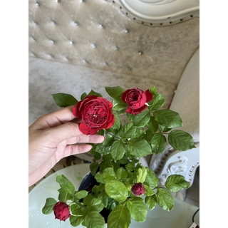 hoa Hồng ngoại red Apple tuyệt vời