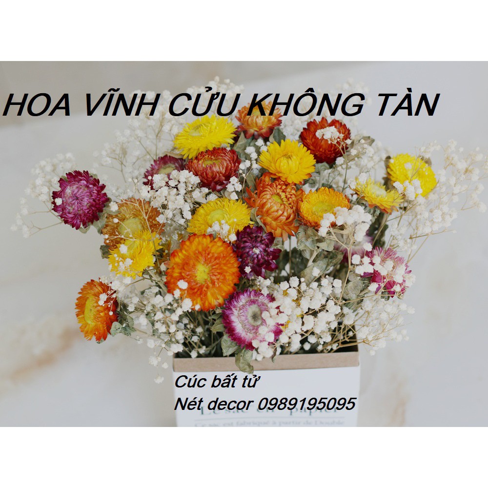 Bông hoa cúc bất tử   hoa vĩnh cửutrang trí phong cách vintage