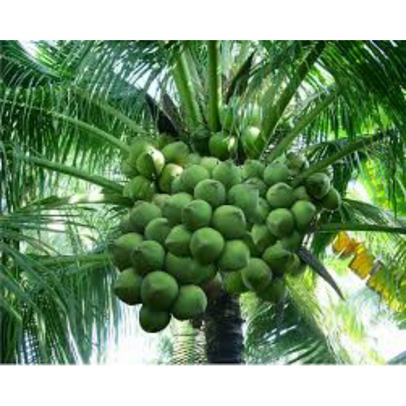 Cây dừa xiêm dứa