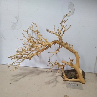 bonsai bể cá cảnh