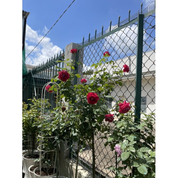 500gr mật rỉ đường dùng ủ phân hữu cơ tại nhà, nuôi vi sinh.