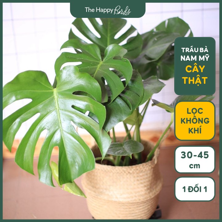 Trầu bà lá xẻ monstera deli Nam Mỹ thân cao 30-45 cm cây nội thất trồng trong nhà ship hỏa tốc Hà Nội - The Happy Birds