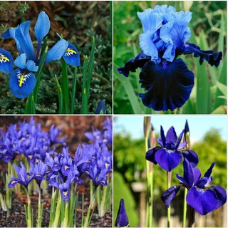 Hạt giống hoa Diên vĩ Xanh (Iris Xanh ) gói 10 hạt