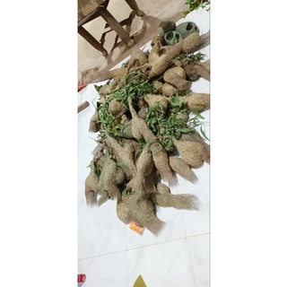 Tổ chim dòng dọc ( tổ cái)