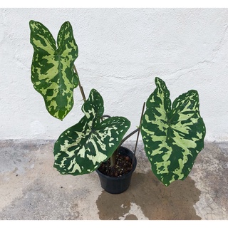 Môn lính (Alocasia Hilo Beauty)