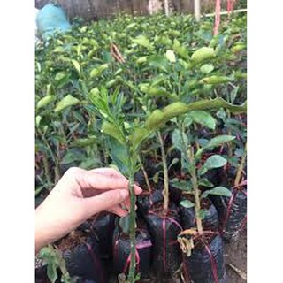 Cây bưởi Ruby ghép Thái Lan cao 80-100cm.
