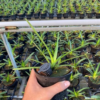 Hoa lan kiếm Phan Trí ( Size Nhỡ )
