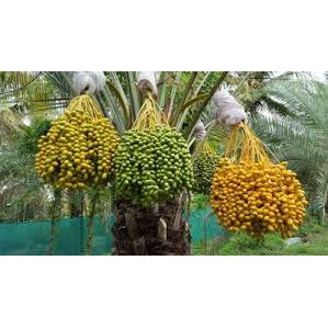CÂY GIỐNG CHÀ LÀ Tháiland SIÊU QUẢ.