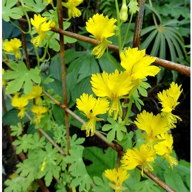 Hạt giống Hoa Cánh Phượng Leo - 4 Hạt ( tặng kèm thuốc kích mầm ra rễ)