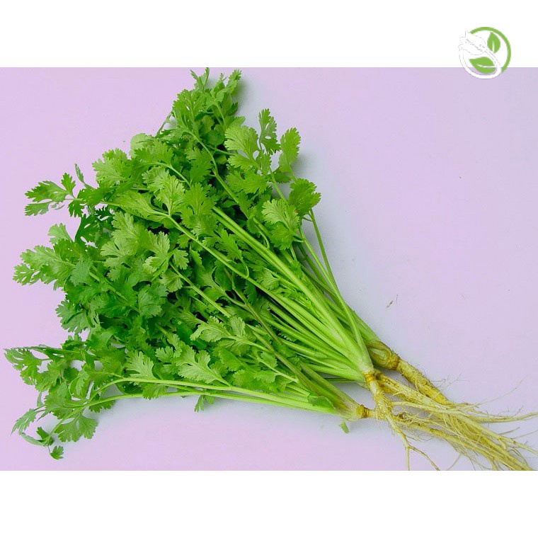 Hạt giống Ngò Bạc Liêu Phú Nông- Gói 20g - Coriander Bac Lieu