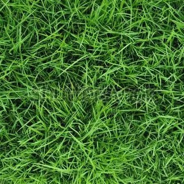 Phông nền cỏ xanh