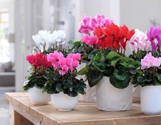 Hoa anh thảo