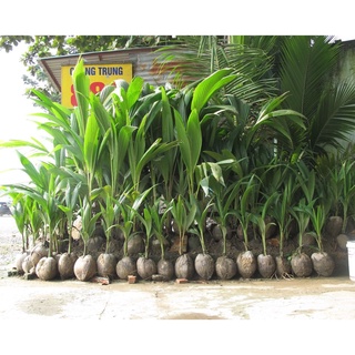 Cây giống Dừa Sáp Mỹ Nương -( Dừa Sáp Cầu Kè chuẩn giống)