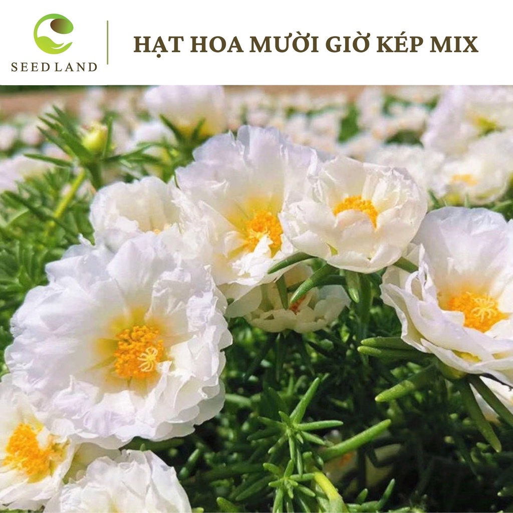 Hạt giống hoa mười giờ kép mix - 1000 hạt, cây dễ trồng nhiều màu Seed Land