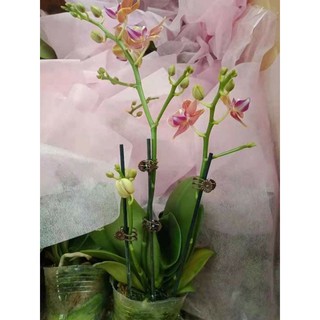 lan hồ điệp sẵn 2 ngồng hoa