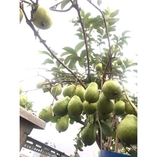 Giống Ổi Lê Trồng Chậu