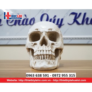 Mô Hình Hộp Sọ Người