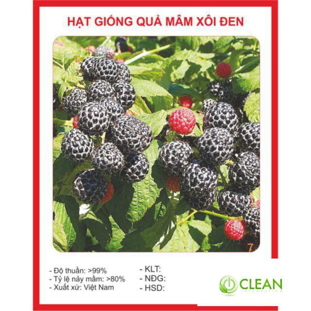 Hạt giống Cây Mâm Xôi Đen 30 Hạt phúc tử bồn