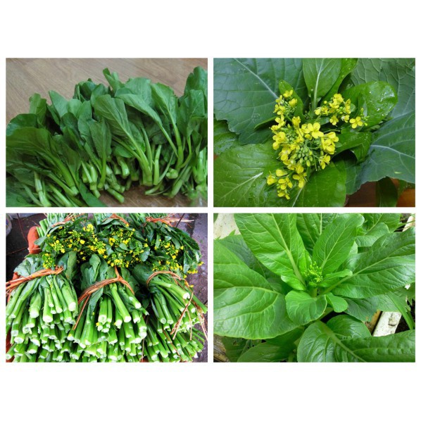 Hạt giống Cải Ngồng Mập 20gr (khoảng 4000 Hạt) (Hàng Loại 1)