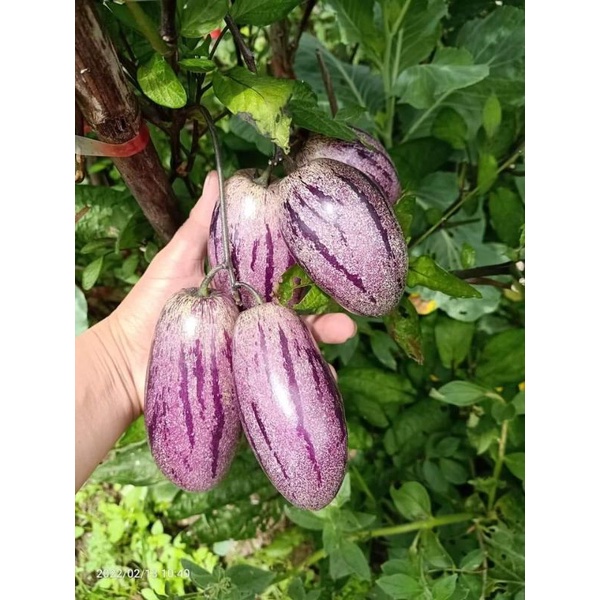 Cây giống dưa pepino nam mỹ