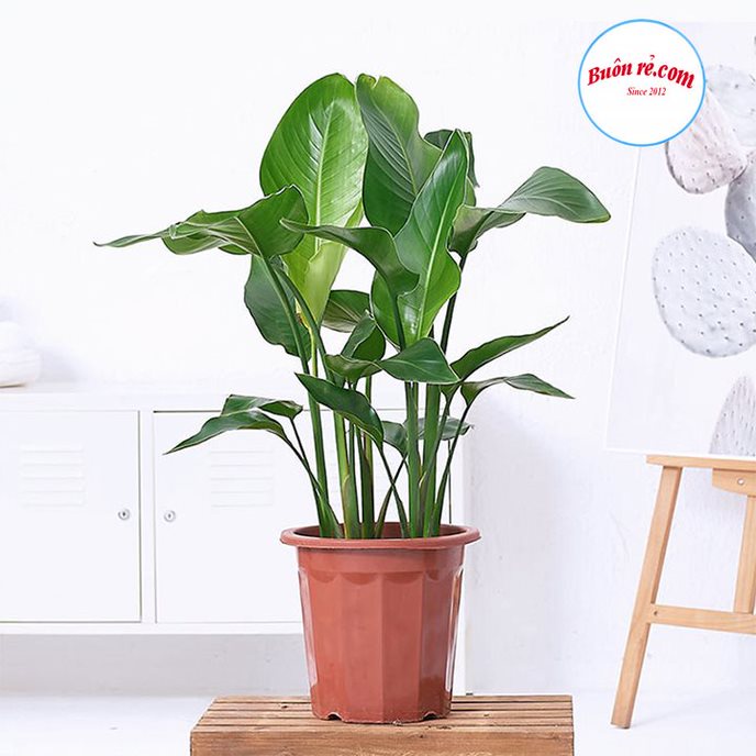 Chậu hoa tròn nhựa Việt Nhật (MS:2287) - Chậu cây trang trí tạo không gian xanh cho nhà cửa 01537