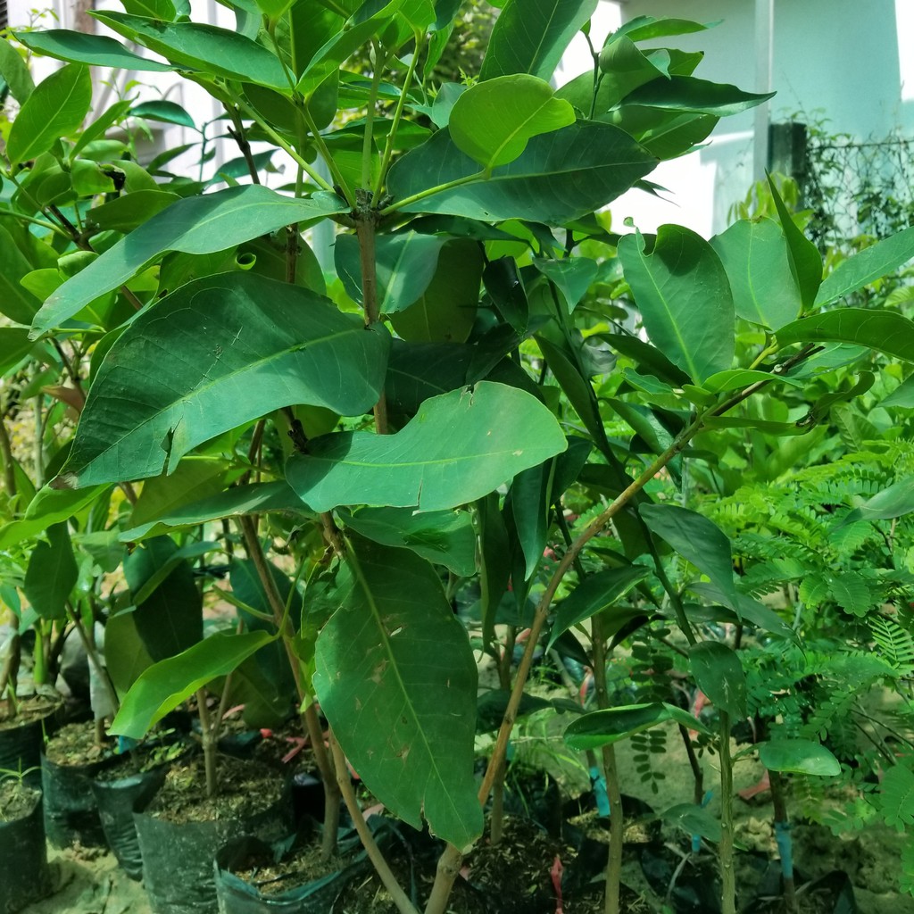 Cây Giống Mận Xanh Đường _Roi Xanh Đường loại trái to__cao 80-100cm khỏe đẹp