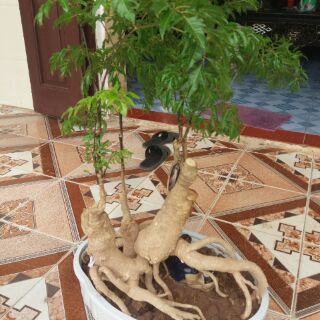 Đinh Lăng Bonsai