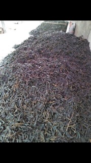 1 Kg Bồ kết khô hạt mẩy