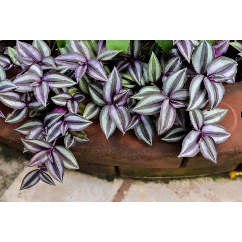 Cây Tradescantia zebrina ‘Silver Plus’  chậu treo bí ngô 10cm