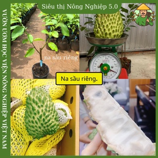 Cây giống na dai sầu riêng f1, Giống na sầu riêng đại học Nông Nghiệp 1, Cây na sầu riêng ghép cao 50cm - 70cm