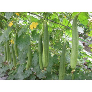 Hạt giống Mướp hương Thái Lan