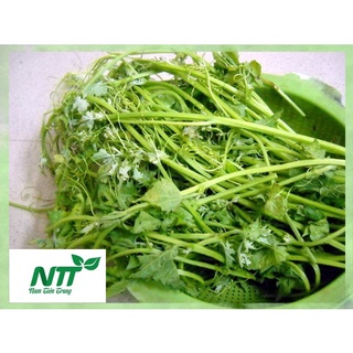 Hạt giống Mướp ăn đọt TN