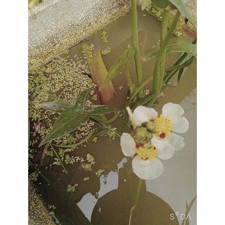 bách Thủy Tiên đốm