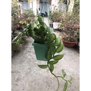 caykiengsadec rau trai kiểng - rau trai xoắn + tặng  phân bón - hoa kiểng lá - trang trí nội thất - cây phong thủy