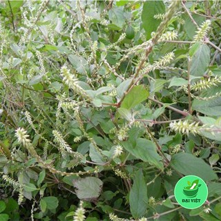 Cây cỏ xước khô [1KG] - Dược liệu cực tốt cho xương khớp - DV018